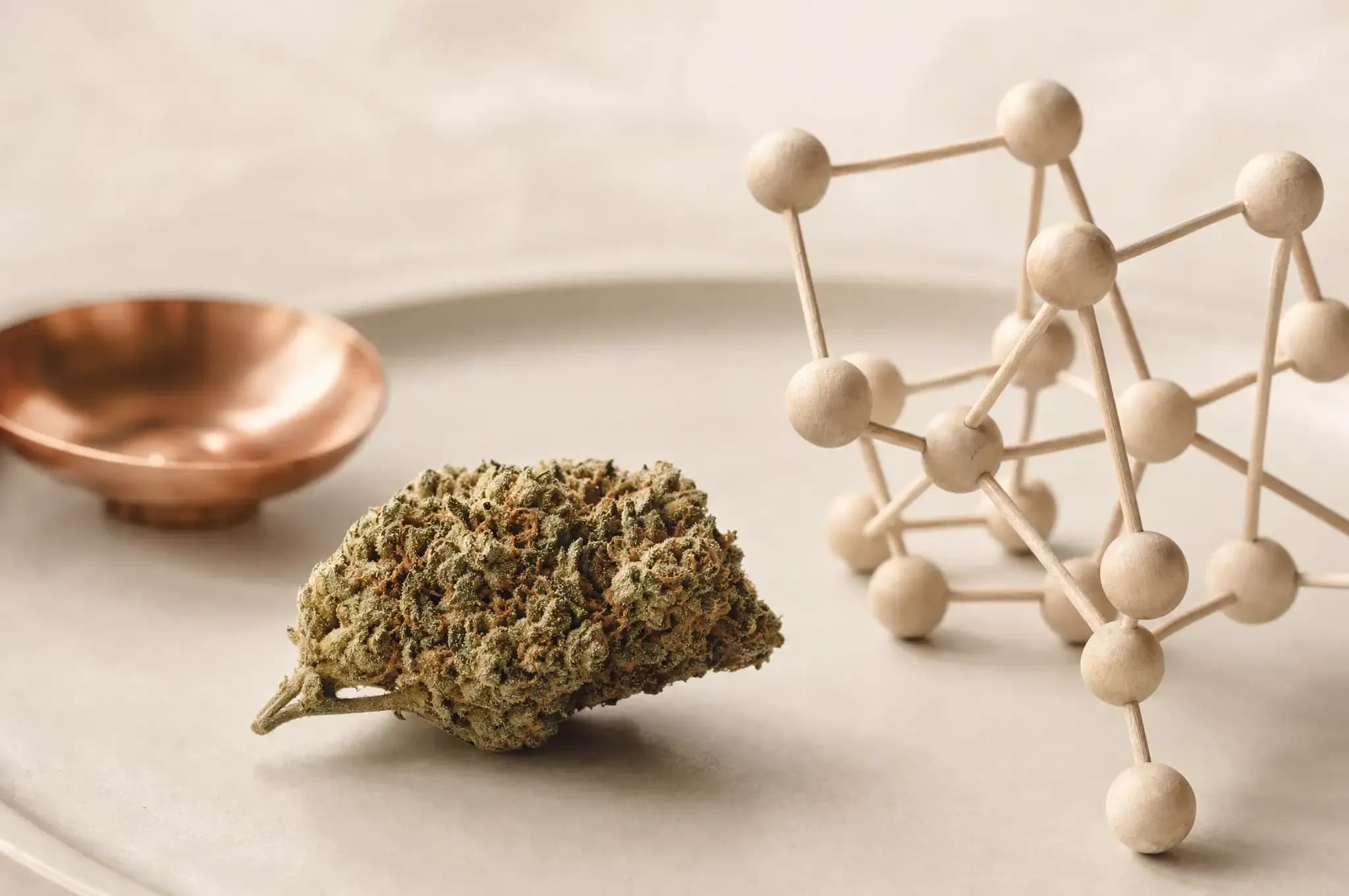 Das Endocannabinoid-System erklärt: Wie dein Körper auf Cannabis reagiert